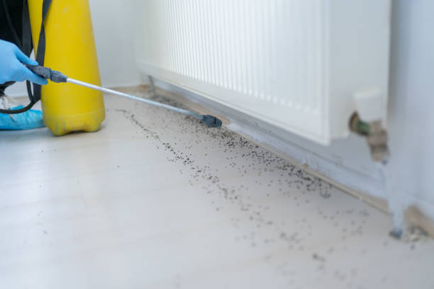 Best Affordable Pest Control Services  in Louisville, NE