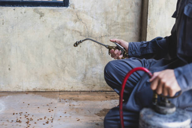 Best Termite Control Services  in Louisville, NE